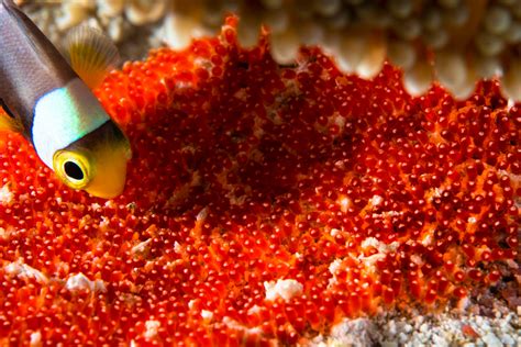 do fish lay eggs